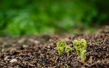 Grass, Macro, Sprouts, Sprout, Sing HD wallpaper