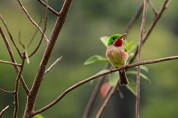 Vibrant Broad-billed Tody — Bird, Animal, bird HD wallpaper