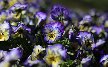 Pansies, nature, pretty, flower HD wallpaper
