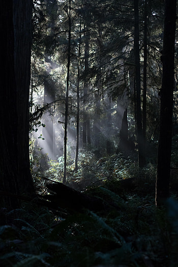 Nature, Trees, Grass, Beams, Rays, Forest, Fir, Spruce HD phone wallpaper