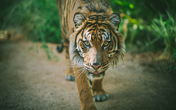 Animals, Muzzle, Predator, Big Cat, Tiger HD wallpaper