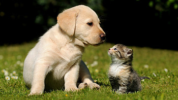 Girly puppy , Broken Panda, Cute and trendy, Puppy love HD wallpaper