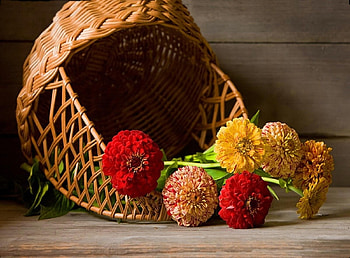 Flowers, To Lie Down, Lie, Basket, Zinnias, Cincinnati HD wallpaper