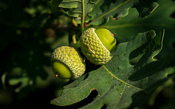 Acorns, leaves, oak, macro HD wallpaper