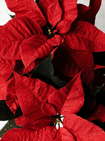 Holiday plant, Vibrant red leaves, Festive floral, Poinsettia arrangement HD phone wallpaper