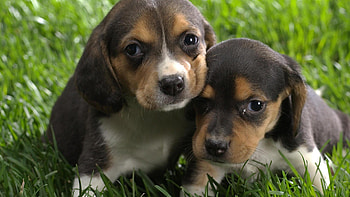2 CUTE PUPS, pups, cute, adorable, shy, timid HD wallpaper