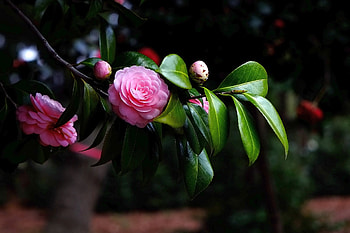 Camellia flower, Flowering branch, Fragrant blossoms, Nature elegance HD wallpaper