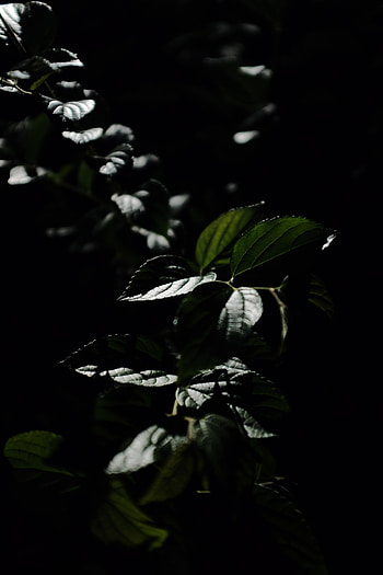 Nature, Leaves, Bush, Plant, Dark, Veins HD phone wallpaper