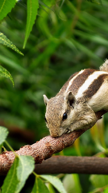 Chipmunk, Animals, Squirrel, Wood HD phone wallpaper