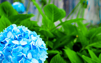 Electric Flower, garden, beautiful, nature, flowers HD wallpaper