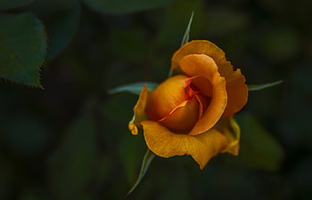 Rose, Bud, Nature, Petals HD wallpaper