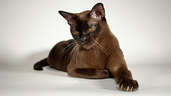 Burmese , Stunning backgrounds, , Beautiful cats HD wallpaper