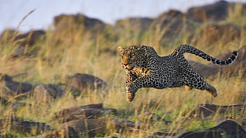 Animals leopard , backgrounds HD wallpaper