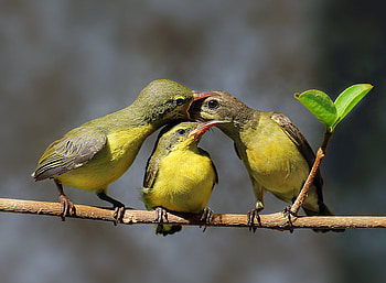 Overhead Feeding, birds, cute, branch, feeding, leaves, overhead, yellow, three, tiny HD wallpaper