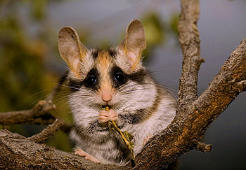 Bandit mouse, white, black, brown, mouse, big ears, tree branch, black mask HD wallpaper