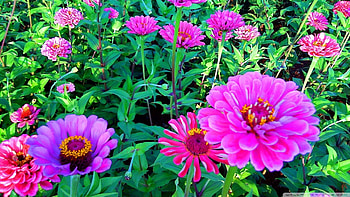 Pink Seenia, fields, pink, olant, flower HD wallpaper
