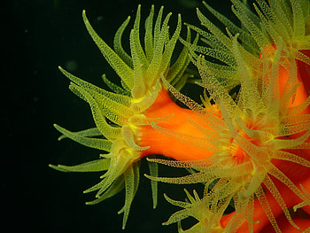 Sea Anemone , Top 10 HD wallpaper
