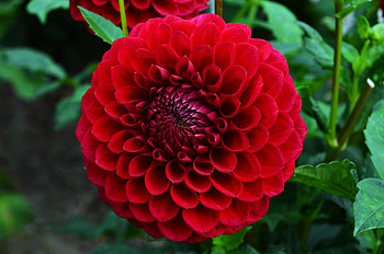 Dahlia, Closeup, Flower, Red HD wallpaper