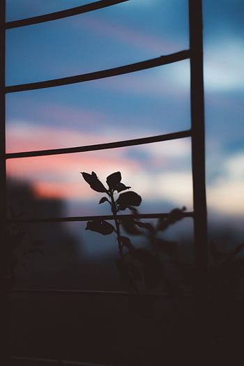 Silhouette of leaves framed against a vibrant sunset sky with cloud formations. HD phone wallpaper