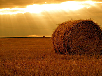 Landscape, Fields, Sky HD wallpaper