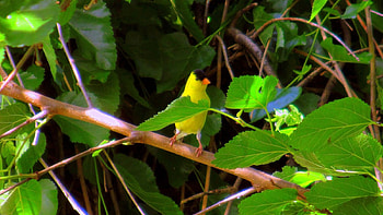American Goldfinch, Wisconsin Birds, American Birds, Birds HD wallpaper
