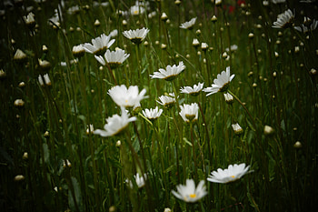 White daisy, flowers, meadow, spring HD wallpaper
