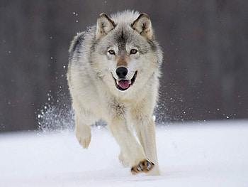 Animals, Wolfs HD wallpaper