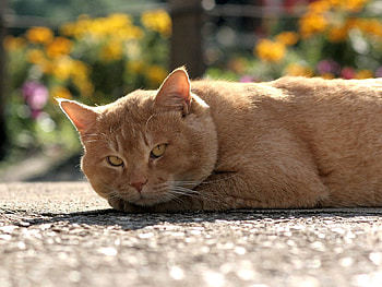 Animals, Cat, Muzzle, Thick, Fat, Pensive HD wallpaper