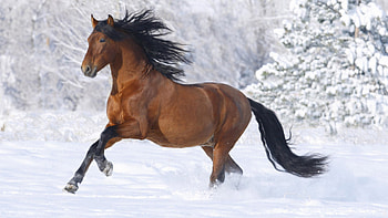Breathtaking horse , High-definition artistry, Wide-angle wonder, masterpiece HD wallpaper
