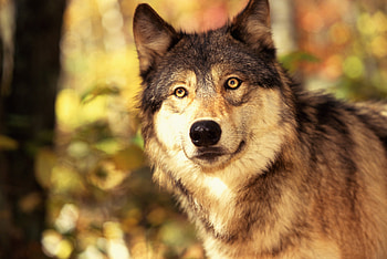 Gray Wolf, Body structure, Wolves HD wallpaper