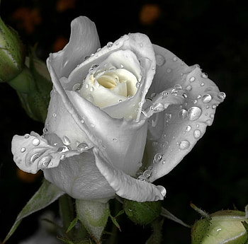 rose bud, rose, white, dew, bud HD wallpaper