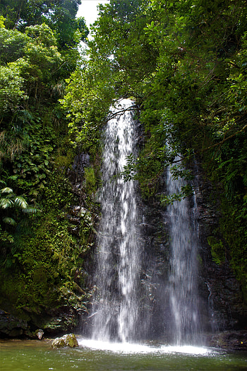 Nature, Trees, Rocks, Waterfall, Branches, Flow, Stream HD phone wallpaper