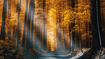 Autumn Forest Road Sunbeams , autumn, forest, road, nature HD wallpaper