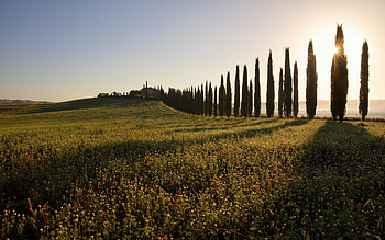Tuscany, nature, tree, field HD wallpaper