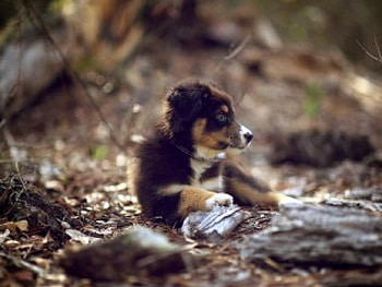 puppy, dogs, leaves, path HD wallpaper