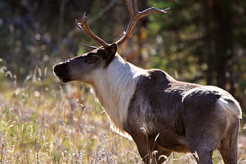Boreal caribou recovery, Wildlife status update, Climate change impact, Conservation efforts HD wallpaper