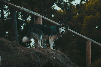 Animals, Dog, Stroll, Worth, Husky, Haska HD wallpaper