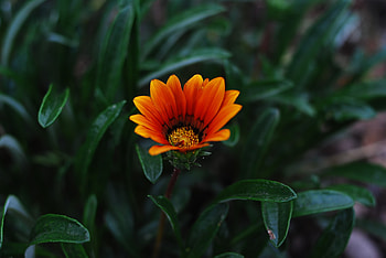 Leaves, plants, bloom, orange flower HD wallpaper