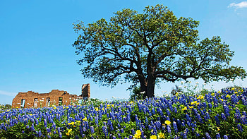 Texas Bluebonnets, Central Texas, spring, blossoms, ruin, landscape, flowers, sky, usa HD wallpaper