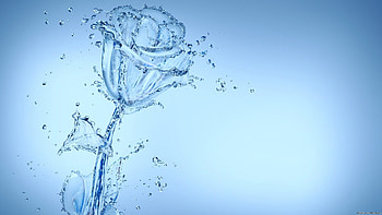 Water, Background, Roses HD wallpaper