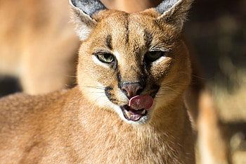 Caracal , Stunning visuals, Impressive ry, High-definition quality HD wallpaper