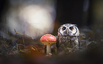 Owl, bird, red, pasare, bufnita, mushroom HD wallpaper