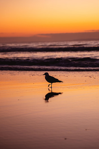 Animals, Twilight, Beach, Bird, Dusk, Gull, Seagull HD phone wallpaper