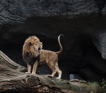 Animals, Stones, Grin, Lion, Predator HD wallpaper
