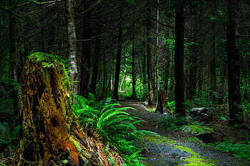 Nature, Trees, Canada, Forest, Path, Vancouver Island HD wallpaper