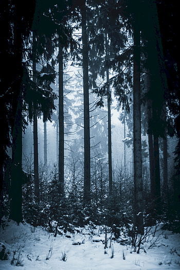 Winter, Nature, Trees, Forest, Fog HD phone wallpaper