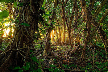 Tropical rainforest , Stunning backgrounds, Computer beauty, Jungle paradise HD wallpaper