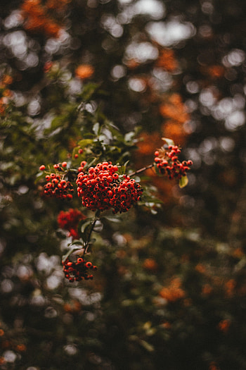 Nature, Berries, Macro, Branch, Rowan HD phone wallpaper