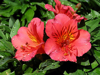 Tropical Beauty, nature, flowers, tropical, beauty HD wallpaper