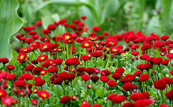 Flowers, Blur, Smooth, Greens, Flower Bed, Flowerbed, Daisies HD wallpaper